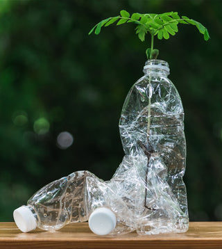 In einer Plastikflasche wächst ein neuer Baum.